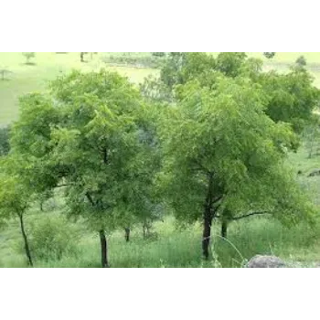 Organic Neem Tree
